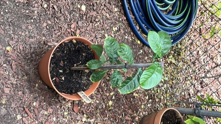 Lemon tree