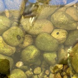 Duckweed Snails