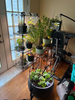 3 Tier Plant Shelf with Grow Lights