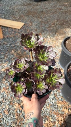 Aeonium