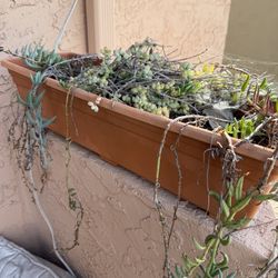 Planter Box With Succulents 