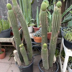 Cactus Plants