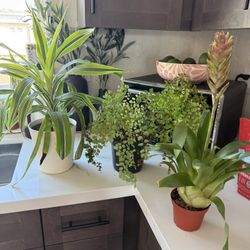 Various Houseplants That Need A Little Love!