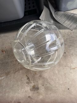 XL Guinea pig ball