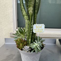 Assorted Succulent Plants