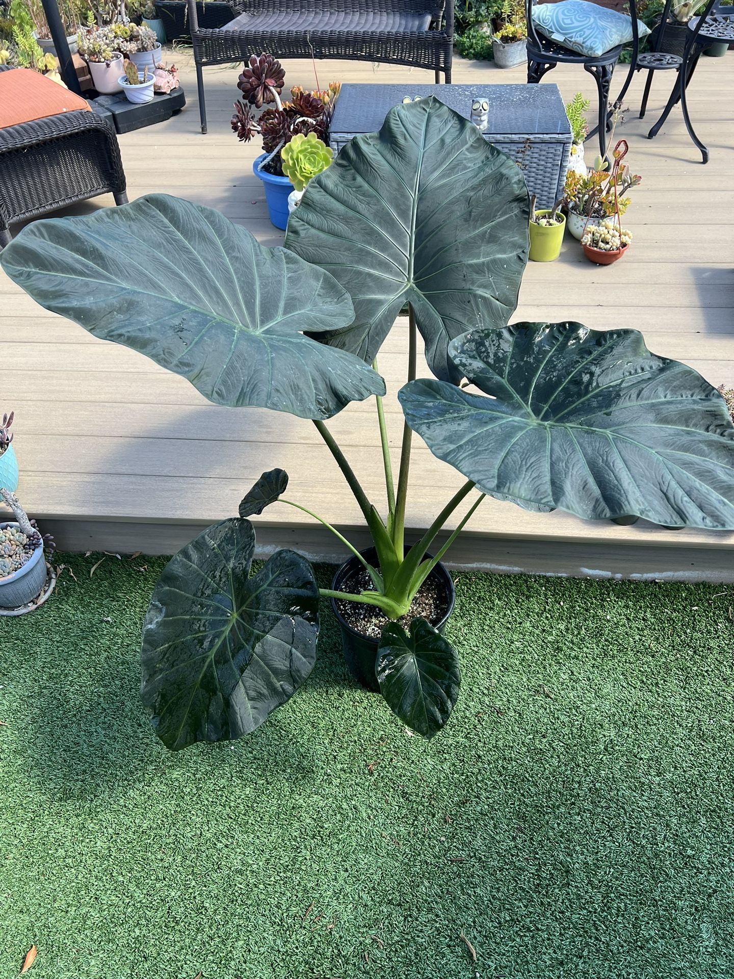 Very large Alocasia Regal shield, live Plant in a 10” nursery pot. ✔️ profile for more 🪴