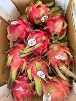 Red Dragon Fruit