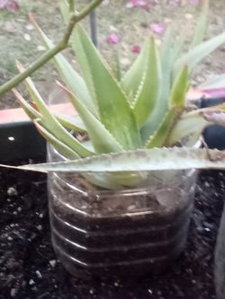 🌿 Explosive Growth Aloe Vera – 🌿  🌿Crecimiento Explosivo del Aloe Vera🌿