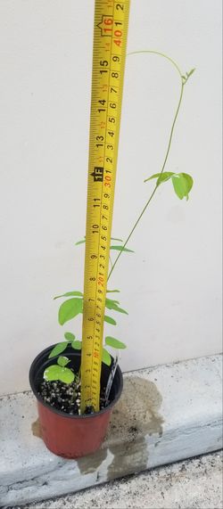 Blue Butterfly Pea Plant,  Live 