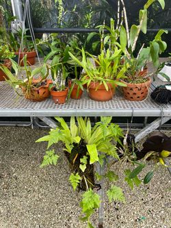 Orchids 10. each