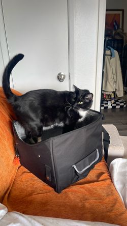 Pet Car booster Seat