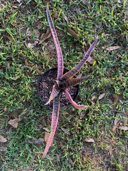 BROMELIAD, EARTH STAR ‘ELAINE’ Cryptanthus 'Elaine'