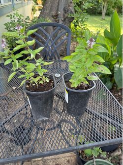Basil Plants