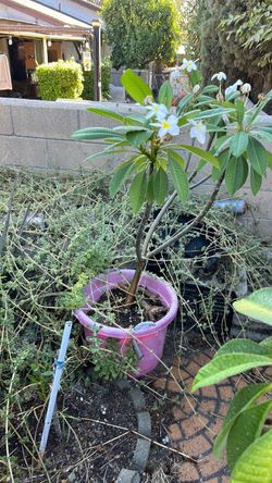Hawaii ready to plant