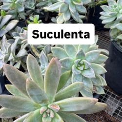 🌵 Plant: Suculenta