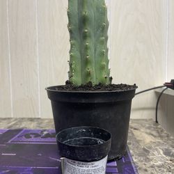 San Pedro Cactus. 🌵 Pot 6 Inches.