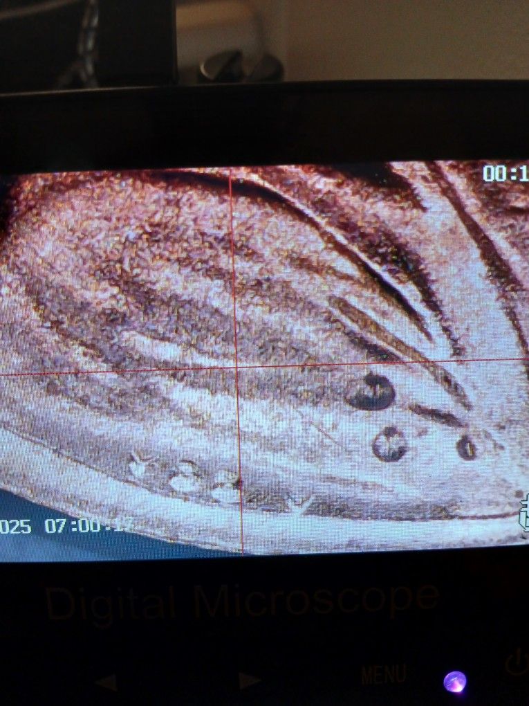 Lincoln Penny 2023 Extra V ,very Nice