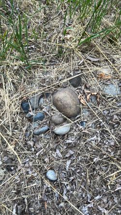 Rocks to fill a dry creek bed