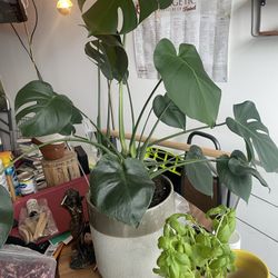 Large Monstera Deliciosa In Ceramic pot