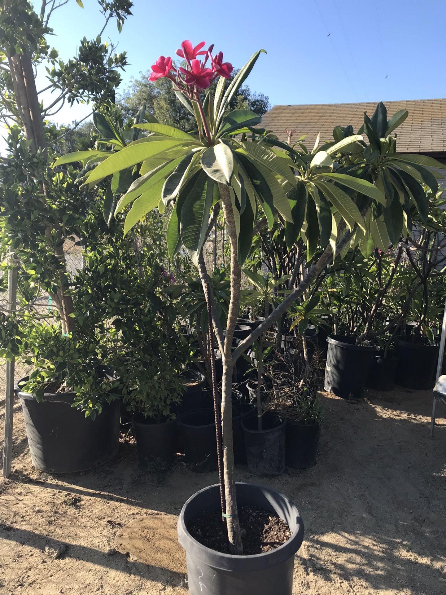 Plumerias