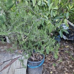 Rosemary Tall In Tree Form