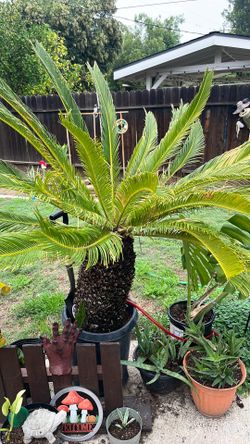 Garden Sago