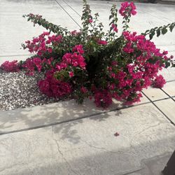 Bougainvillea Plant 