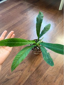 Philodendron campii plant in terracotta pot
