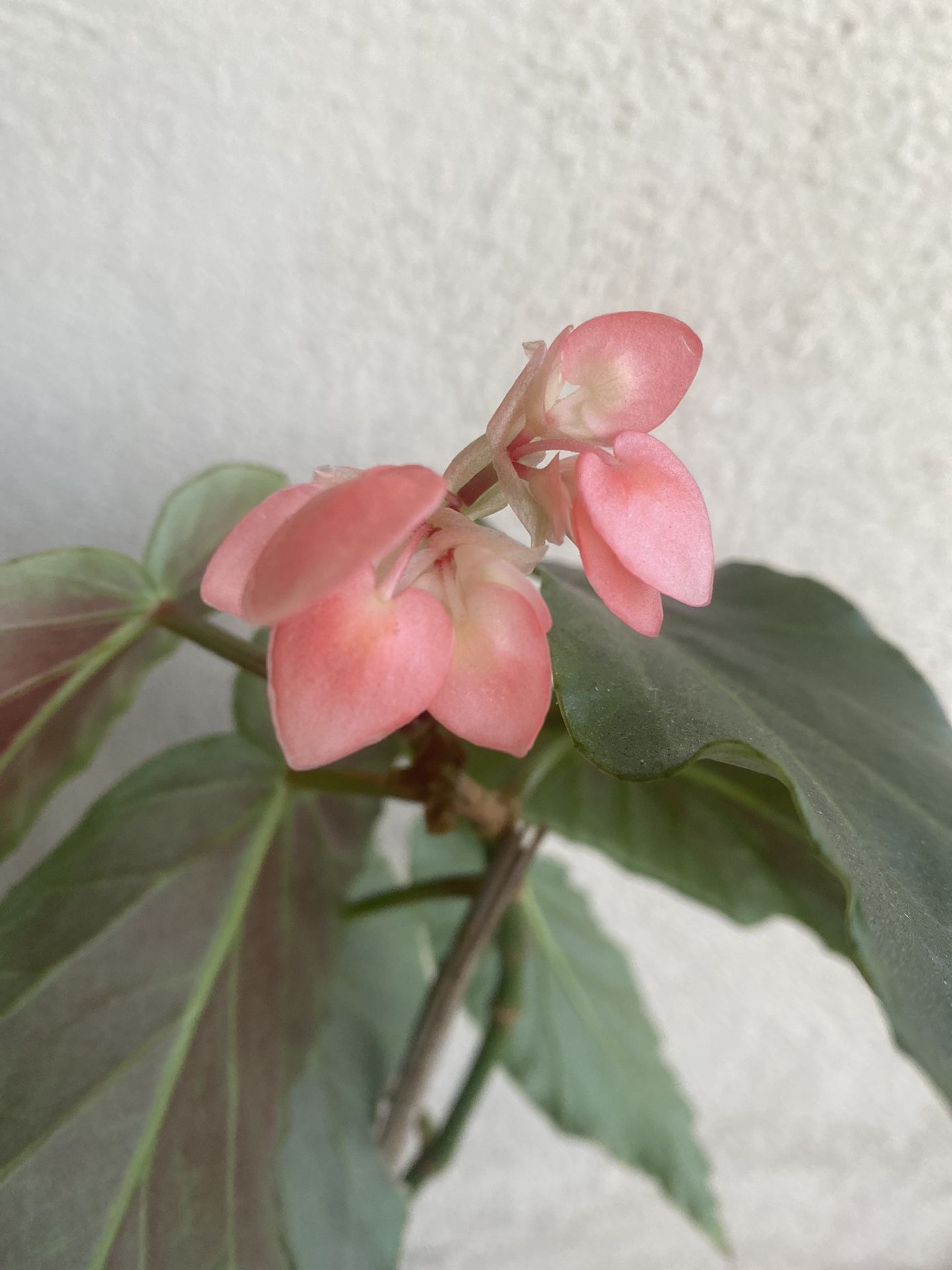 Blooming Salmon Flowers Begonia Plant, In 1 Gallon Pot Pick Up Only