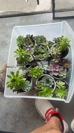Succulents