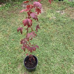 Cranberry Hibiscus Plant 