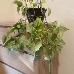 Golden Pothos Variegated 