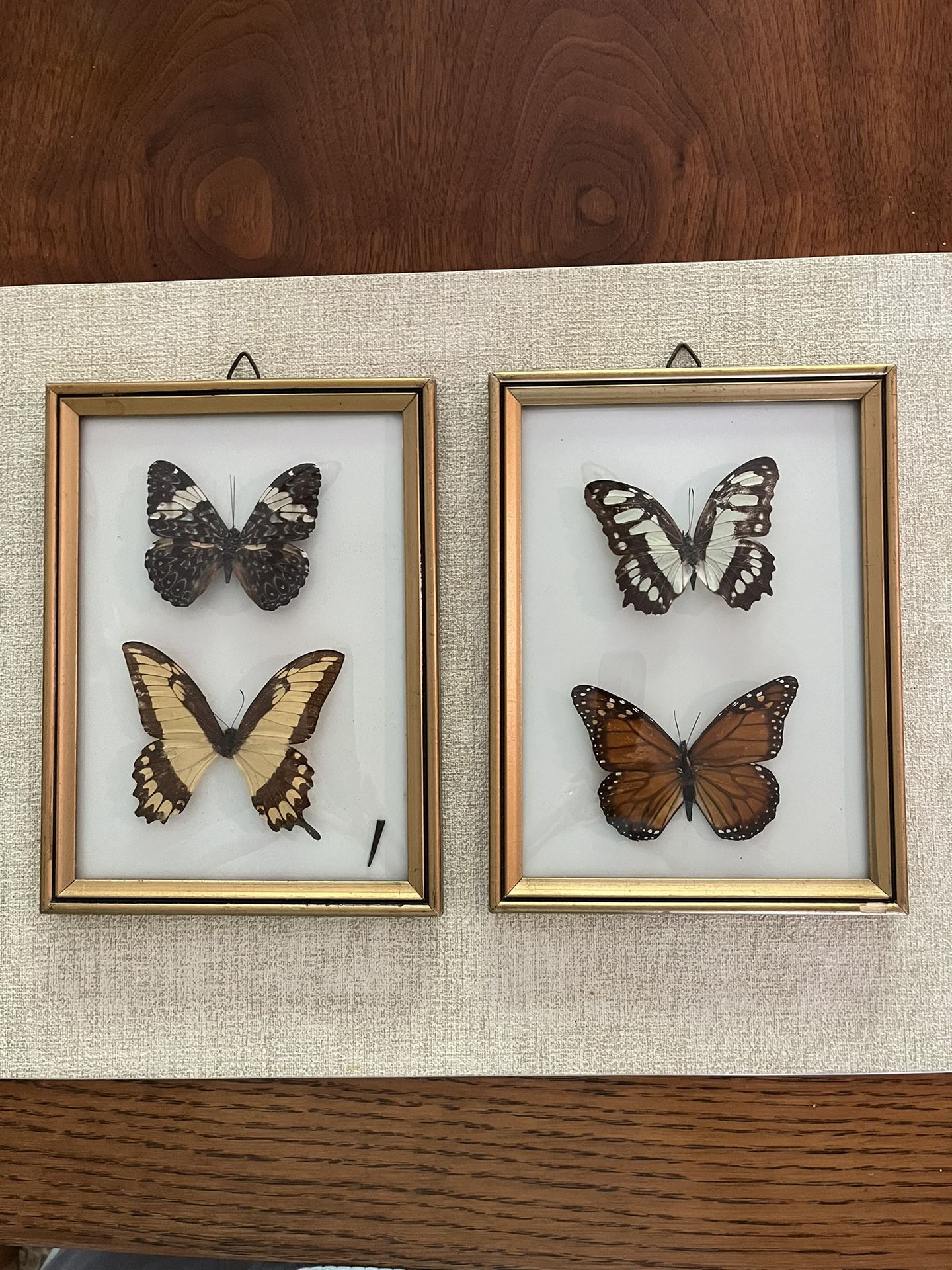 Vintage butterflies with domed glass