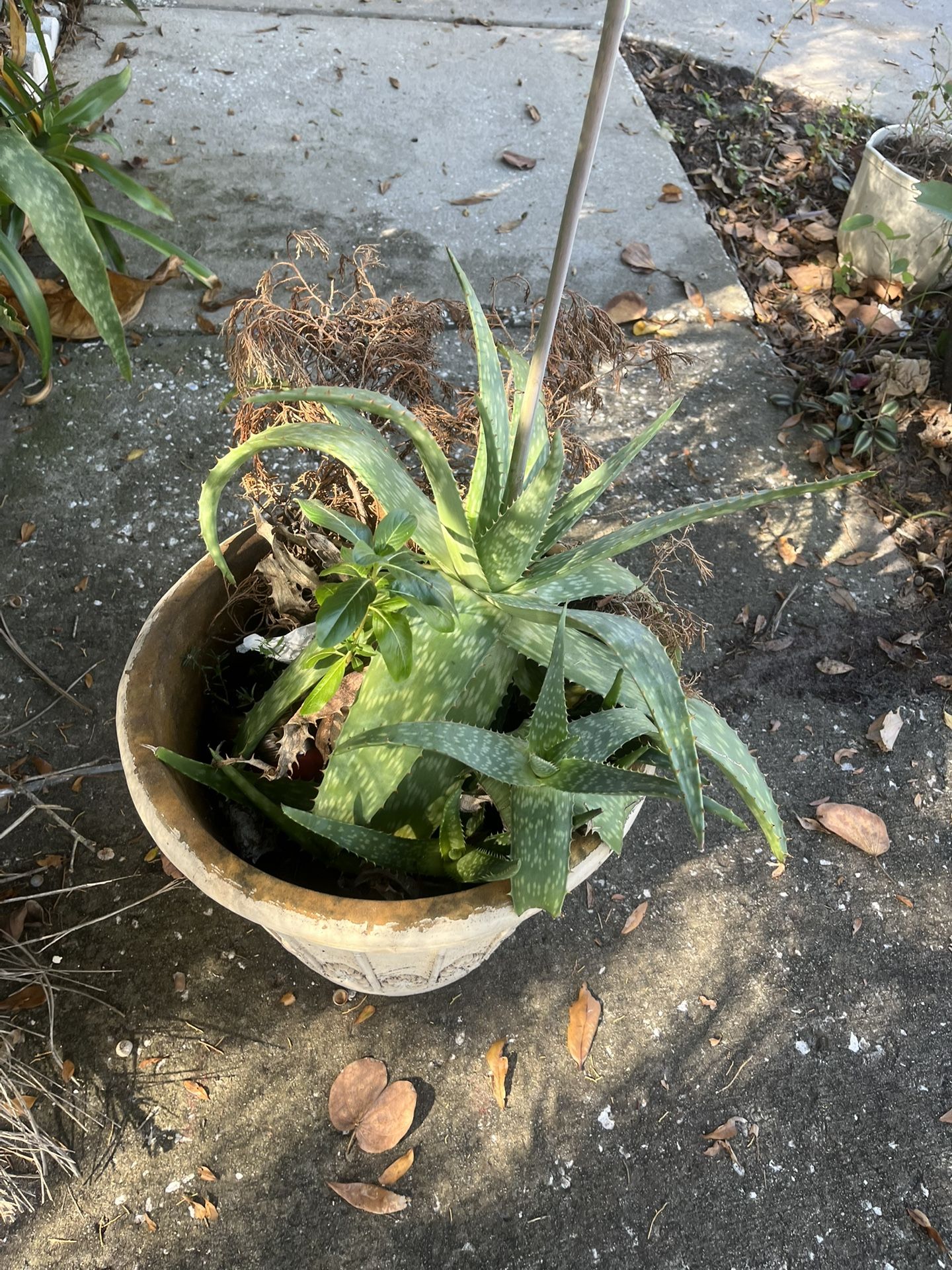 Aloe Plant 