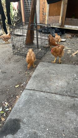 Gallinitas y gallitos jóvenes en venta