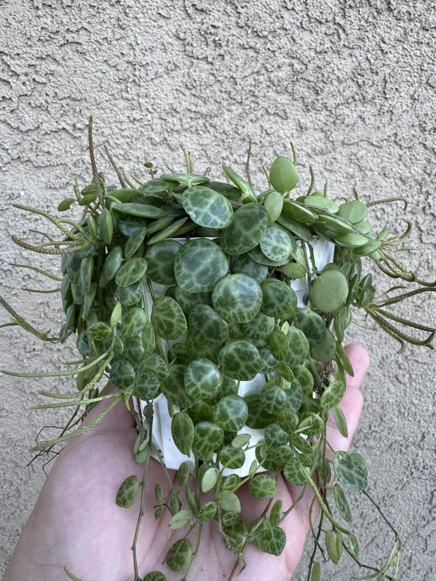 STRING OF TURTLES PLANT 