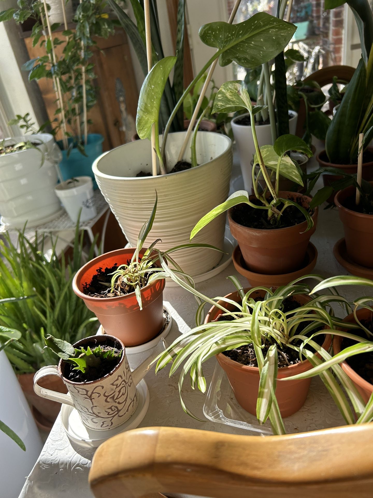 Potted Indoor Plants for sale Cheap
