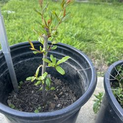 Wonderful Pomegranate 