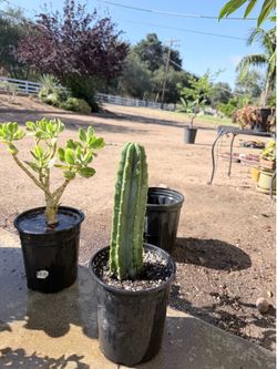 Plant sale succulents/plumeria/cactus/dragon fruit