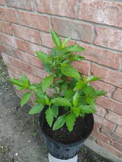 Muicle Mexicano plant