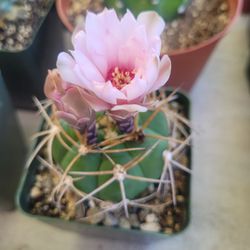 Cactus