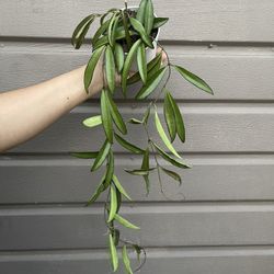 4” Hoya Wayetti