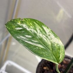 Variegated Epipremnum Pinnatum Albo