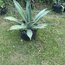 Agave Plant 