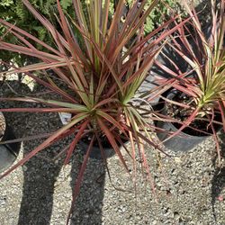 Super Cool Spikes,palm Tree,ferns 