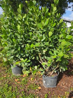 Huge clusias about 7 feet tall instant privacy hedge for fence