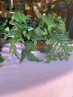 Artificial Mixed Greenery Arrangement in Wicker Basket