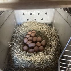 Fresh organic eggs