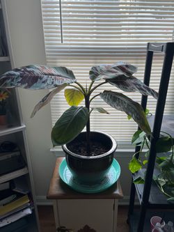Red Banana Plant