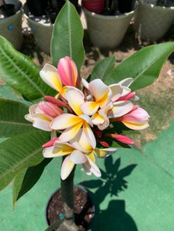 Plumeria Tree